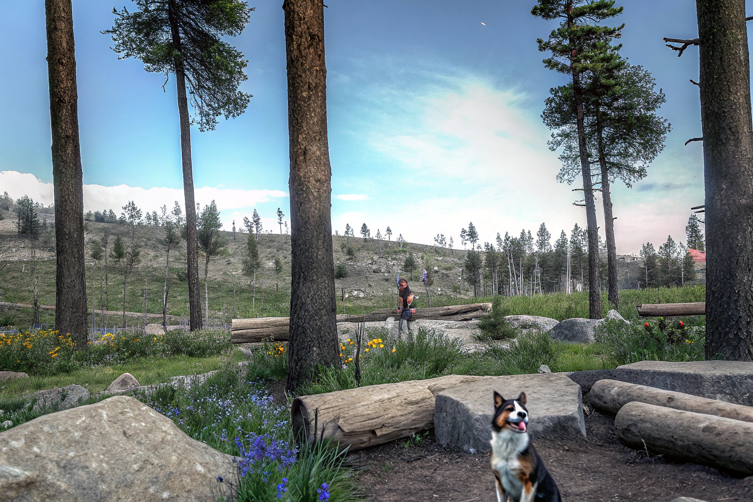 Virtuelles Hundetraining im Open-World-Spiel